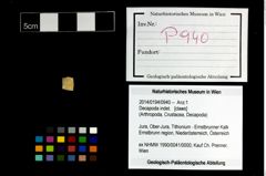 Foto (Objekt + Etikett) von Decapoda indet.  (NHMW-GEO-2014-0194-0940)